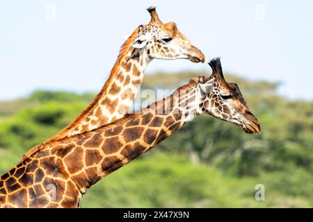 Afrique, Tanzanie. Deux girafes mâles se préparent à se coucher afin de montrer la domination. Banque D'Images