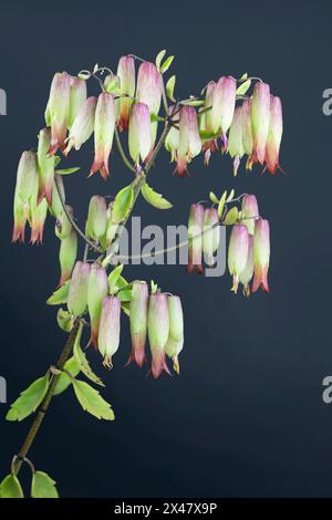 Gros plan de fleurs de cloches de cathédrale fleurs. (Bryophyllum pinnatum). Une espèce végétale succulente de la famille des Crassulaceae de l'ordre des Saxifragales. Banque D'Images