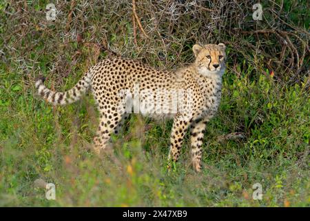 Afrique, Tanzanie. Portrait d'un jeune guépard entouré d'épines d'acacia. Banque D'Images