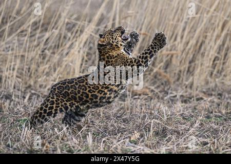 Un cub en léopard tacheté se trouve et observe les environs. Banque D'Images