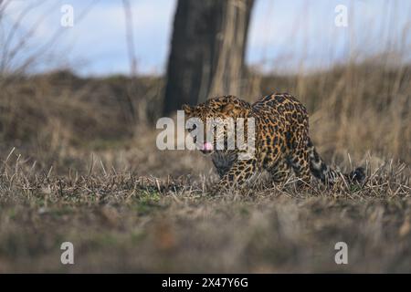 Un cub en léopard tacheté se trouve et observe les environs. Banque D'Images