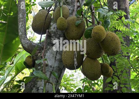 Grappe de fruits du jackfruit suspendue à la tige d'un arbre de Jack. Ces jackfruits sont à différents stades de croissance Banque D'Images