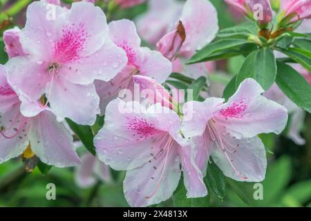 Japon, Kyoto. Azalea Banque D'Images