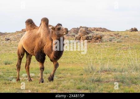 Asie, Mongolie, désert oriental de Gobi. Un chameau bactrien dans les prairies du désert oriental de Gobi. Banque D'Images