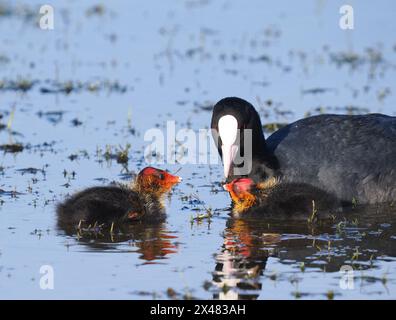 Coot avec des jeunes dont les poussins sont chauves, donc - aussi chauve qu'un Coot ! Banque D'Images