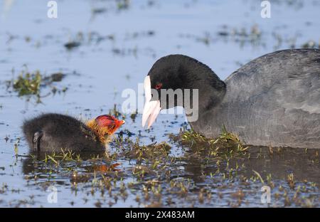 Coot avec des jeunes dont les poussins sont chauves, donc - aussi chauve qu'un Coot ! Banque D'Images