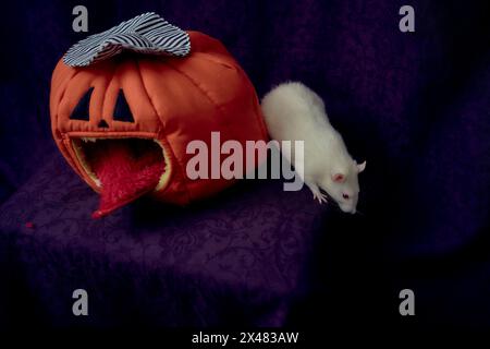 un rat standard albinos se cache dans la maison de lit en forme de citrouille Banque D'Images