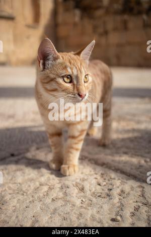 Debout Ginger Tabby Cat dans les rues de Jerash. Mignon jeune chaton errant dans le nord de la Jordanie. Banque D'Images