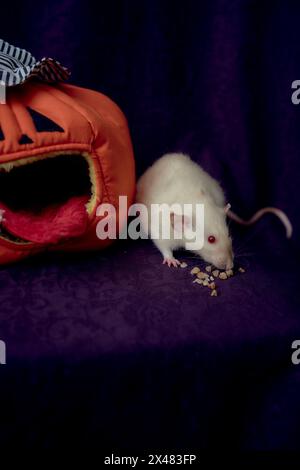 un rat standard albinos se cache dans la maison de lit en forme de citrouille Banque D'Images