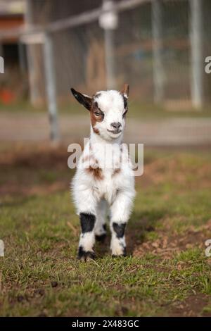 Debout Pygmy Goat Baby dans Zoo Park. Joli animal sabot à l'extérieur. Faible profondeur du champ d'adorable jeune ruminant Mammal. Banque D'Images