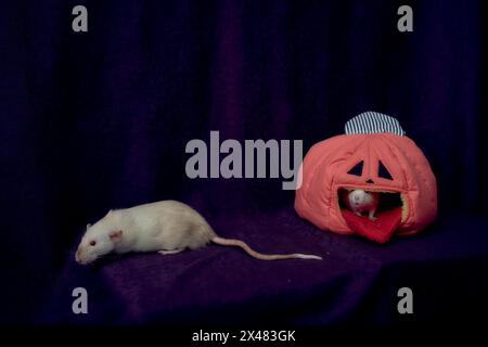 un rat standard albinos se cache dans la maison de lit en forme de citrouille Banque D'Images