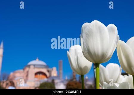 Tulipes blanches et Sainte-Sophie ou mosquée Ayasofya. Visitez Istanbul concept photo de fond. Banque D'Images