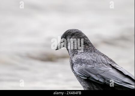 Corbeau sur la plage. Corbeau de charoie perché. Un corvus corone isolé en Suisse. Banque D'Images