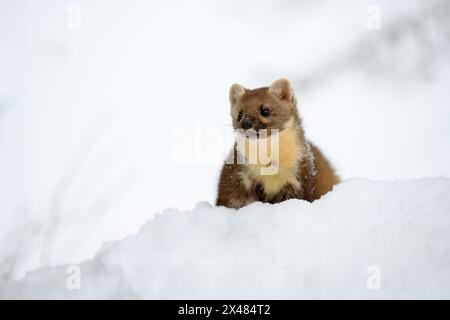 La martre joue dans la neige sur le toit de la maison. Banque D'Images