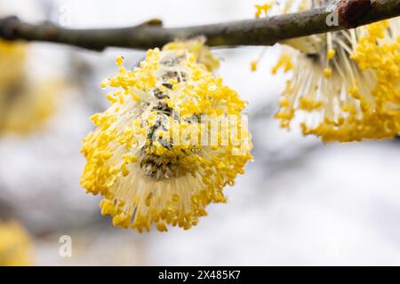 Chatons mâles jaunes de saule de chèvre (salix caprea) Banque D'Images