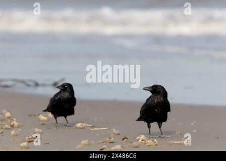 Deux corbeaux Carrion (Corvus corone) sur la plage de Juist, dans les îles de Frise orientale, Allemagne, au printemps. Banque D'Images