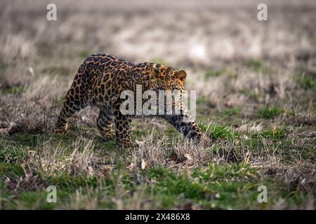 Un cub en léopard tacheté se trouve et observe les environs. Banque D'Images