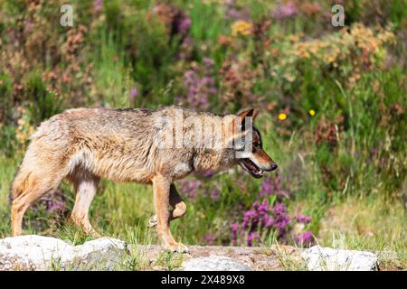 Lobo Ibérico (Canis lupus signatus) Banque D'Images