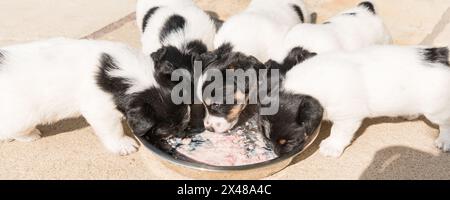 chien chiot jack russell de 4,5 semaines dévorant de la bouillie de viande dans un bol en métal Banque D'Images