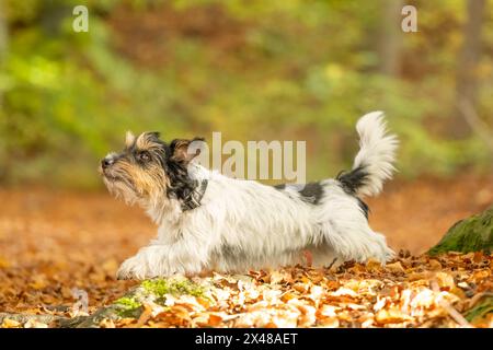 Petit vieux chien Jack Russell Terrier mignon court à travers la forêt par une journée ensoleillée Banque D'Images