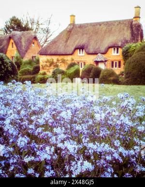 Fleurs bleues en face du cottage Cotswold dans le village endormi de Great Tew dans l'Oxfordshire. Banque D'Images