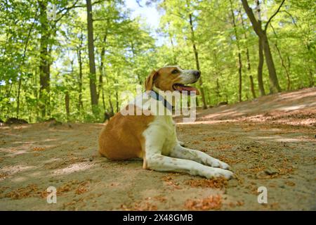 Berlin, Allemagne. 01 mai 2024. Chien mixte Lupita se détend à l'ombre des arbres dans la forêt de Grunewald. Crédit : Paul Zinken/dpa/Alamy Live News Banque D'Images