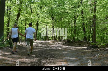 Berlin, Allemagne. 01 mai 2024. Quelques promenades dans la forêt de Grunewald. Crédit : Paul Zinken/dpa/Alamy Live News Banque D'Images