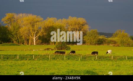 Vaches qui paissent dans un pré sur les niveaux du Somerset près de Glastonbury UK avec des nuages sombres à l'horizon Banque D'Images