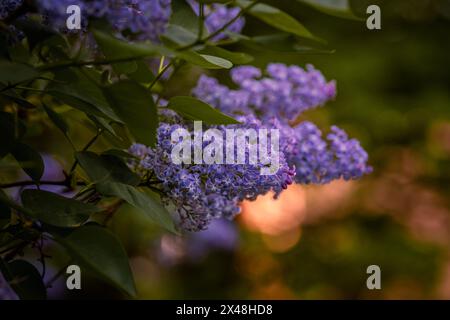 Arbres de lilas magnifiquement colorés en pleine floraison au printemps à Prague, République tchèque, Europe. Vibes printanières pleines de belles fleurs, de couleurs et de senteurs. Banque D'Images