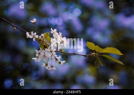 Arbres de fleurs de cerisier magnifiquement colorés en pleine floraison au printemps à Prague, République tchèque, Europe. Vibes printanières pleines de belles fleurs et de couleurs. Banque D'Images