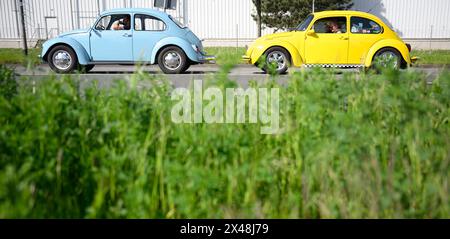 Hanovre, Allemagne. 01 mai 2024. Volkswagen Beetles vient à la réunion Beetle du 41 mai sur le parc des expositions. Plusieurs centaines de propriétaires de Volkswagen Beetles et d'autres voitures classiques VW se rencontrent dans les parkings de l'ouest du parc des expositions. Crédit : Julian Stratenschulte/dpa/Alamy Live News Banque D'Images