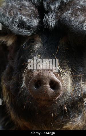 Gros plan du museau et de la tête d'Un cochon Mangalica Woolly Hairy à ventre d'hirondelle, Sow Roaming Wild à Arne, Royaume-Uni Banque D'Images