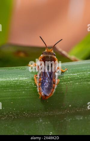 Rhodanthidium sticticum, abeille en résine rouge tachetée Banque D'Images