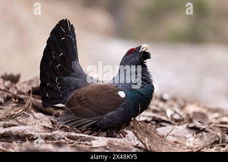 Le capercaillie occidental mâle (Tetrao urogallus), dans une forêt de la région de Vénétie en Italie Banque D'Images