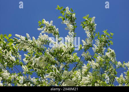 Branches de cerise d'oiseau du sommet de l'arbre avec beaucoup de fleurs blanches florissantes contre le ciel clair sans nuages dans le jour de printemps Banque D'Images