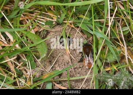 Une femelle fauve abeille minière (Andrena fulva) retournant à son nid souterrain. Prise à Tunstall Hills, Sunderland, Royaume-Uni Banque D'Images