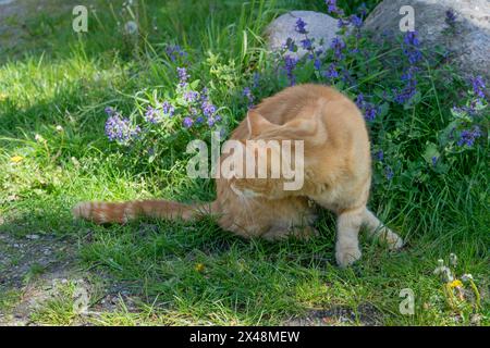 Red Tomcat est assis à côté de l'herbe à chat en fleurs Banque D'Images