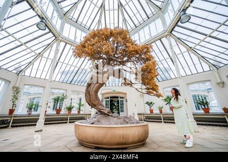 Londres, Royaume-Uni. 1er mai 2024. Held by Desire (The dimensions of Freedom), 2017-2018, obtient un dernier chèque dans la maison tempérée, Octagon Nord - Marc Quinn : Light into Life at Kew Gardens. Une nouvelle exposition d'œuvres flambant neuves, y compris des installations extérieures et des sculptures à l'intérieur de la maison tempérée inspirée de la collection de plantes de Kew. L'exposition se déroule du samedi 4 mai au dimanche 29 septembre. Crédit : Guy Bell/Alamy Live News Banque D'Images