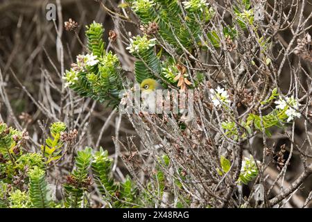 Silvereye ou wax-eye (Zosterops lateralis) sur Campbell Island, Nouvelle-Zélande Subantarctique Banque D'Images