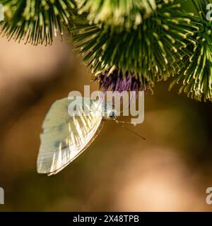 Gros plan du papillon blanc de chou suspendu à une fleur violette. Banque D'Images