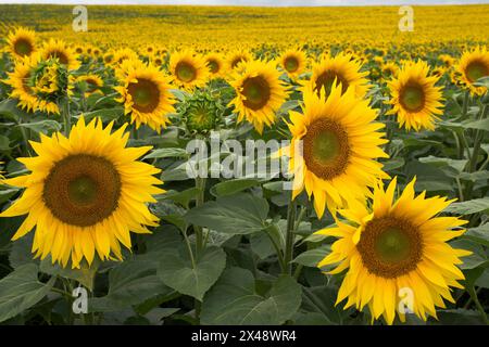Champ de tournesols en été Banque D'Images