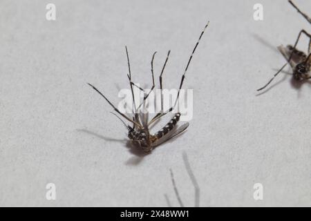 Gros plan du moustique dengue aedes mort isolé sur fond blanc. Banque D'Images