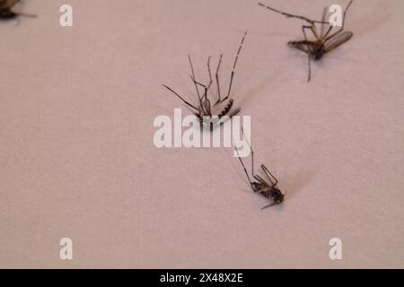 Gros plan du moustique dengue aedes mort isolé sur fond blanc. Banque D'Images