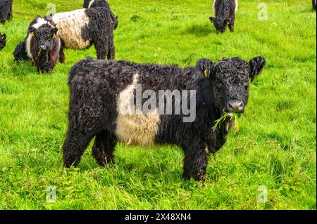 Un troupeau de vaches Belted Galloway qui paissent sur une colline luxuriante et herbeuse dans le parc national de South Downs près d'Amberley dans le West Sussex, en Angleterre. Banque D'Images