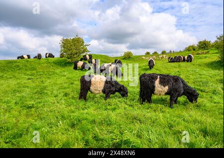Un troupeau de vaches Belted Galloway qui paissent sur une colline luxuriante et herbeuse dans le parc national de South Downs près d'Amberley dans le West Sussex, en Angleterre. Banque D'Images