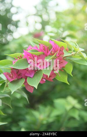 Les fleurs de bougainvilliers fleurissent magnifiquement en été en Indonésie Banque D'Images