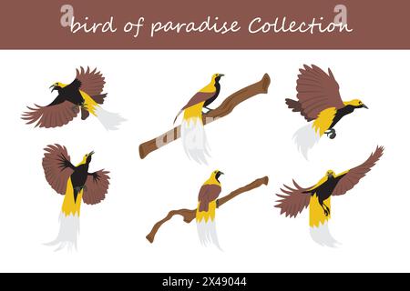 collection oiseau de paradis. oiseau de paradis dans différentes poses. Illustration vectorielle. Illustration de Vecteur