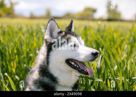 Photo horizontale un joyeux Husky sibérien avec un manteau de fourrure luxuriant se prélasse dans un champ d'herbe verte vibrante, profitant de la douce brise printanière sous un soleil Banque D'Images