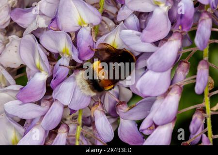 Bourdon (Bombus sp, famille : Apidae) sur fleurs de wisteria (Wisteria sp., famille : Fabaceae). Banque D'Images