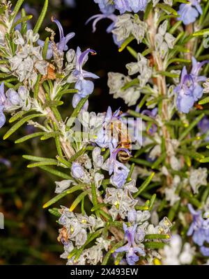 Abeille (Apis mellifera, famille : Apidae) sur des fleurs de romarin (Salvia rosmarinus, également connue sous le nom de Rosmarinus officinalis, famille : Lamiaceae). Banque D'Images